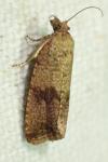 Celypha striana