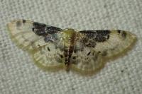 Idaea filicata