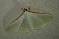 Palpita vitrealis