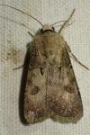 Agrotis exclamationis