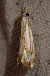 Catoptria falsella