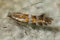 Phyllonorycter