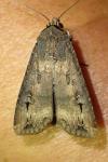 Agrotis ipsilon