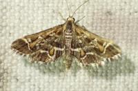 Diasemia reticularis