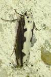 Ethmia bipunctella