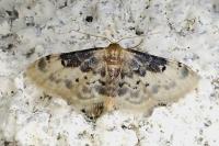 Idaea filicata