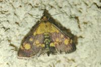 Pyrausta aurata