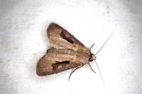 Agrotis exclamationis