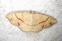 Cyclophora punctaria