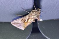 Autographa gamma