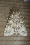 Acronicta aceris