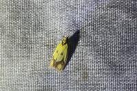 Agapeta zoegana