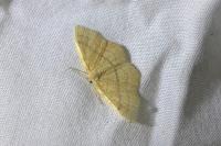 Cyclophora linearia