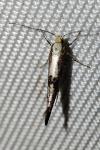 Argyresthia conjugella