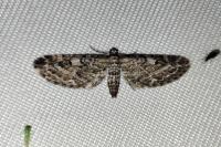 Eupithecia nanata