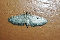 Eupithecia subfuscata