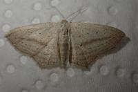 Scopula emutaria