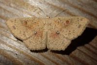 Cyclophora porata