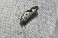 Ethmia quadrillella