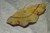 Cyclophora punctaria