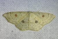 Cyclophora albipunctata