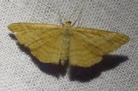 Idaea ochrata