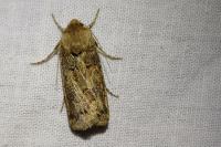 Agrotis bigramma