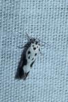 Ethmia quadrillella