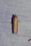 Oncocera semirubella