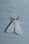 Spilosoma lubricipeda