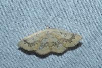 Cyclophora annularia