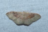 Idaea degeneraria