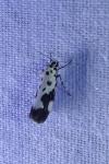 Ethmia quadrillella