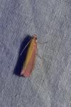 Oncocera semirubella