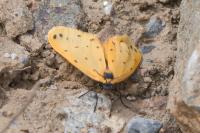 Setina irrorella
