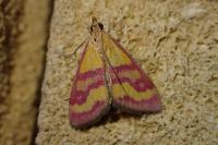 Pyrausta virginalis