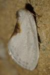 Cilix hispanica