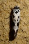 Ethmia quadrillella