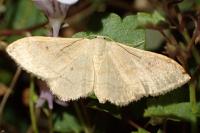 Idaea aversata