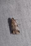 Acrobasis fallouella