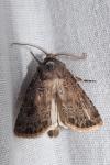 Agrotis bigramma