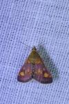 Pyrausta aurata