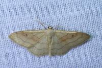 Idaea degeneraria