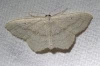 Scopula nigropunctata