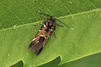 Pancalia leuwenhoekella