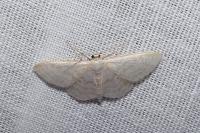 Scopula immutata