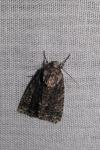 Acronicta auricoma