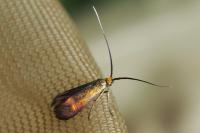 Nemophora