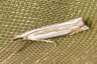 Crambus pascuella