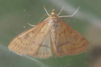 Ostrinia nubilalis